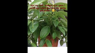 കുറ്റിക്കുരുമുളക്/ bush pepper/ krishi sahayi videos/ കൃഷി സഹായി