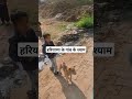 हमारे हरियाणा की शान हमारे गांव और हमारा दूध दही का खाना जय हरियाणा shorts