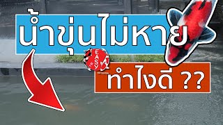 น้ำขุ่นไม่หาย ทำยังไงดีนะ - Koi Talk EP. 110