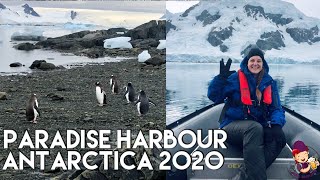 Antarctica 2020 | Paradise Harbour Cruising, Swimming Penguins at Stony Point, \u0026 Humpback Whales