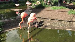 フラミンゴ 上野動物園