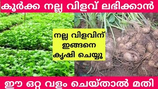 കൂർക്ക കൃഷി ഈസിയായി ചെയ്യാം | China potato farming tips Malayalam | Krishi Malayalam | Koorka krishi