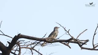 Grey bellied Cuckoo Calling