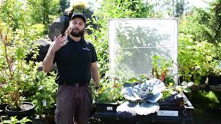 Fall Vegepod® Planting for Cool Weather Veggies | GARDENWORKS Canada