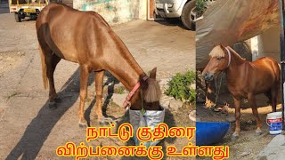 Native stallion for sale in vaniyambadi | வாணியம்பாடியில் நாட்டு ஆண் குதிரை விற்பனைக்கு உள்ளது