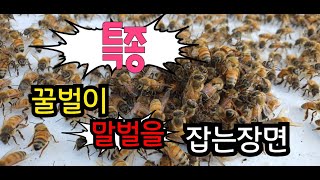 말벌 잡는 방법!(베짱이도시농부)