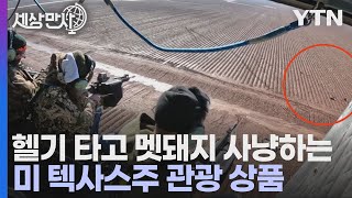 [세상만사] 헬기 타고 멧돼지 사냥하는 미국 텍사스주의 관광 상품 / YTN