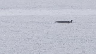 Northern Bottlenose Whales, Sound of Raasay  |  03/08/2022