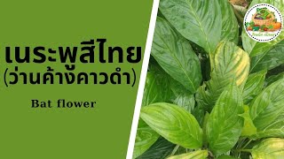 ประโยชน์ของเนระพูสีไทย | Bat flower | กินผักเป็นยา