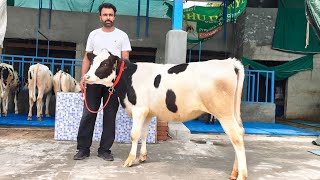 20 ਵਹਿੜਾਂ ਨਿਰਮਲ ਸਿੰਘ ਭੁੱਚੋ ਖੁਰਦ ਕੋਲ ਵਿਕਾਊ, 20 Heifers for Sale