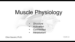 Muscle Physiology (BIO 201 Human Anatomy \u0026 Physiology I)