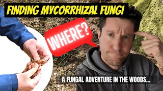 How to find mycorrhizal fungi