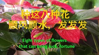 新年种这八种花，让你新年开门红，顺风顺水，发发发 - Eight types of flowers that can bring luck, fortune for whole year