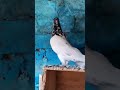 indian teddy kabootar shorts kabootar nkpigeons pigeon