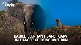 Babile Elephant sanctuary in danger of being Overrun! - English News@artstvworldnews