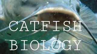 The Biology of Catfish