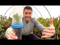 How to GROW HYDRANGEAS from Cuttings: Easiest Method | Plant Propagation Tips and Tricks