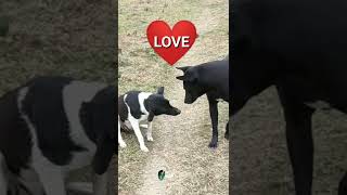 Cute Dogs in Valentine's Day 2022 ❤️ 🌹 Love propose 🌹 ❤️ #shorts