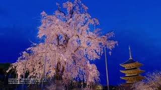 【WEB動画】2025年 東寺（桜） 春の特別拝観