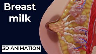 How Breast Milk Is Produced | NEW ANIMATION