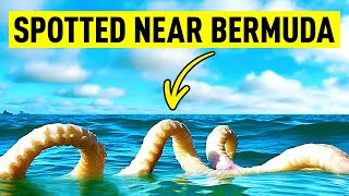 A Closer Look at the Bermuda Triangle! What They DIDN'T Want You to Know!