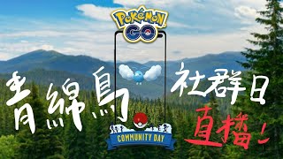 金色的綿翼小鳥⭐️！直播一起捕捉青綿鳥✨！Live🔴【Pokémon GO Community Day】阿A