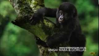 Nomad Tours - Gorilla Encounter