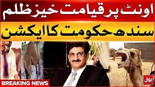 Sanghar Camel Incident | Man Cut The Legs Of Camel | Sindh Govt Take Big Action | Breaking News