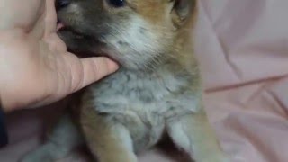 三重県柴犬ブリーダー子犬販売｜赤柴メス｜PADOG中部