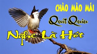 CHÀO MÀO MÁI KÍCH TRỐNG - CÁCH KÍCH LỬA CHÀO MÀO SỔ BỌNG HÓT CHÉ | NGHE LÀ HÓT