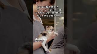 【猫】飼い主に寄り添ってくれる #youtubeshorts #shorts #猫のいる暮らし