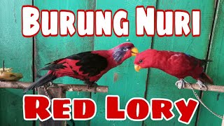 BURUNG NURI RED LORY PARUH KUNING!!!