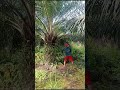 PRUNING SAWIT DI KALIMANTAN