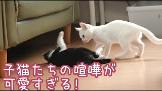 子猫たちのじゃれ合いが可愛すぎる!Kittens playing with each other is too cute!