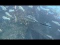 blotched fantail ray ruins snapper party ss yongala qld australia 12th june 2023