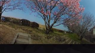 【360度動画】桜並木を散歩してみました