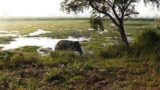 Orang National Park ,  Assam, India