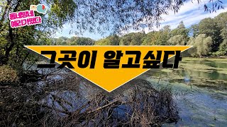 [해피타임] NY Hotspot, Oakland Lake 백조의 호수에 다녀왔어요. 퀸즈사시면 죽기전에 꼭 한번 가볼만한 곳!