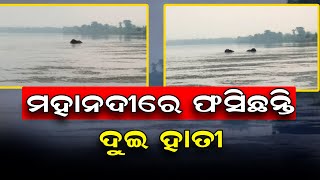 ମହାନଦୀରେ ଫସିଛନ୍ତି ଦୁଇ ହାତୀ...  | Odisha Reporter