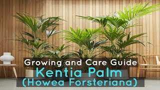 Kentia Palm (Howea Forsteriana) : Growing and Care Guide