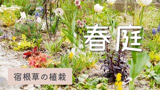 4月の【春庭】宿根草の植栽