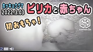 【旭山動物園】初おもちゃは湯たんぽ！🐻‍❄️🐻‍❄️ピリカの赤ちゃん(3/3) [AsahiyamaZoo] Polar bear, Pirika and her baby.