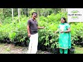 how to grow rambutan trees റംബൂട്ടാന്‍ കൃഷി തുടങ്ങുന്നവർ അറിയേണ്ട ടിപ്സ്