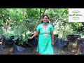 how to grow rambutan trees റംബൂട്ടാന്‍ കൃഷി തുടങ്ങുന്നവർ അറിയേണ്ട ടിപ്സ്