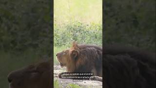 Este es el animal más ruidoso del mundo… ¡Su sonido es increíble! 🔊