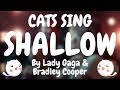 Cats Sing Shallow by Lady Gaga & Bradley Cooper | Cats Singing Song