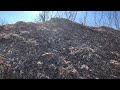 Wood Chip Pile 19