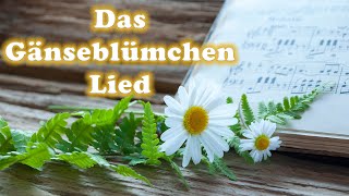 Das Gänseblümchen Lied (solo)