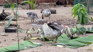 កូនក្ងានក្បាលតោរៀនសុីបាយ 😍 #goose កូនក្ងានរឹងមាំល្អមិនត្រូវការភ្លើងអំពូលកំដៅ 🥰#lovely