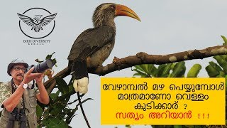 Malabar grey hornbill (Ocyceros griseus) കോഴി വേഴാമ്പൽ Kozhi Vezhambal {Bird Diversity Kerala}